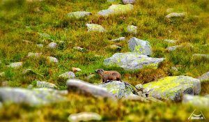 marmota de retezat