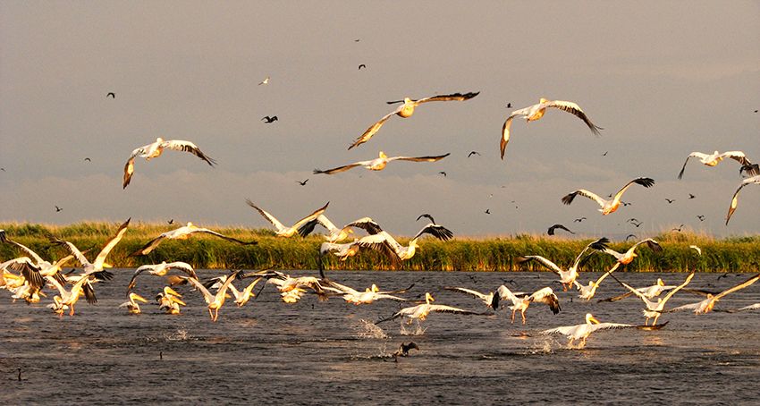 pelicani-in-delta-dunarii
